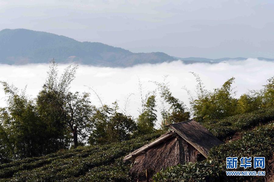 西双版纳基诺山云海