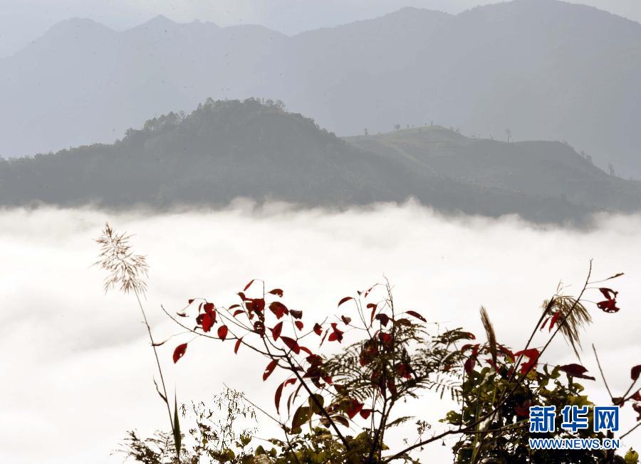 西双版纳基诺山云海