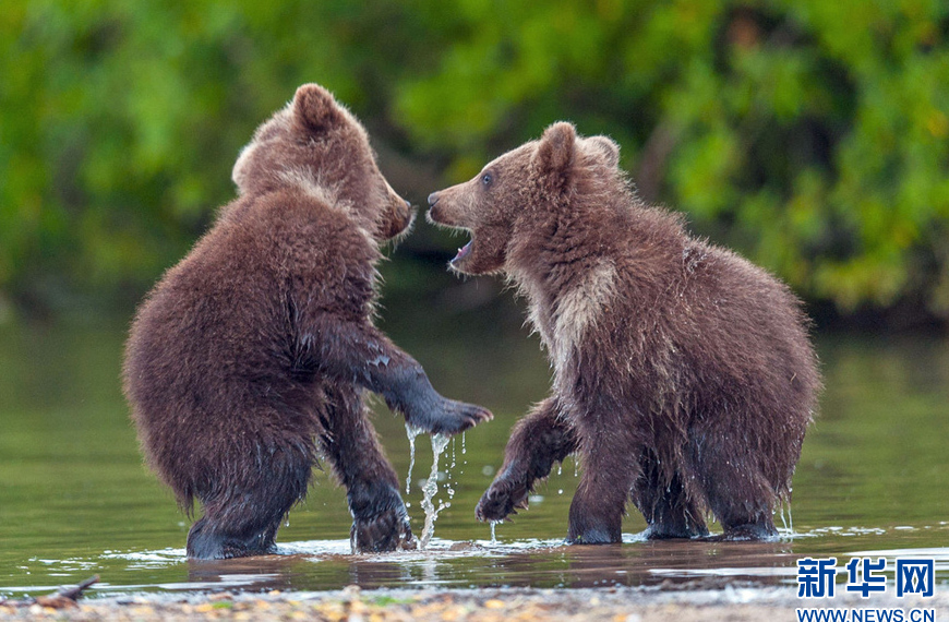 俄罗斯呆萌小熊碰面握手致意