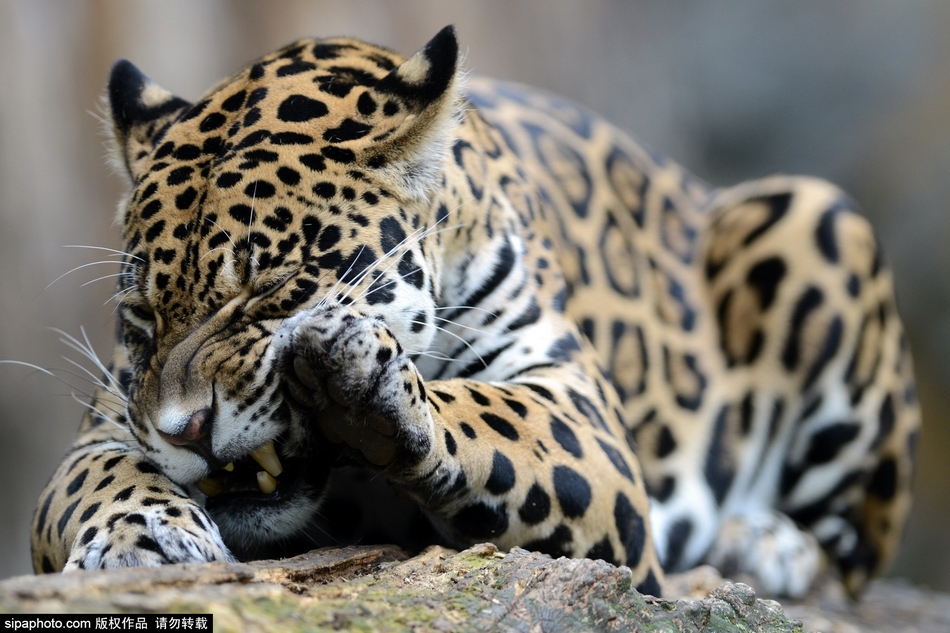 捷克美洲虎舔爪卖萌变撒娇大猫