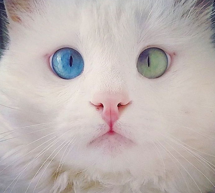 最美网红猫双瞳异色 粉丝被其催眠魔力吸引