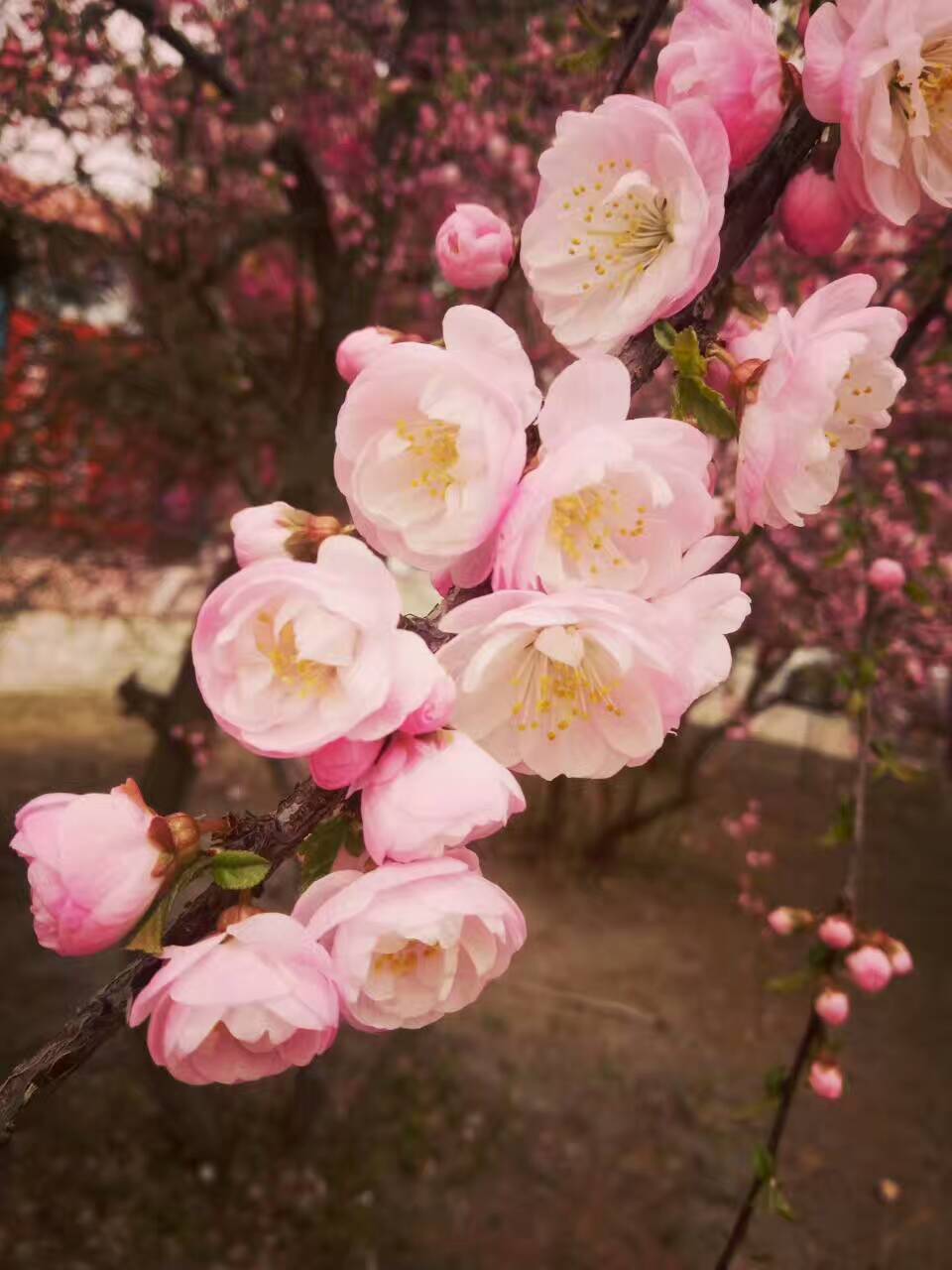 十里花香 满园春色