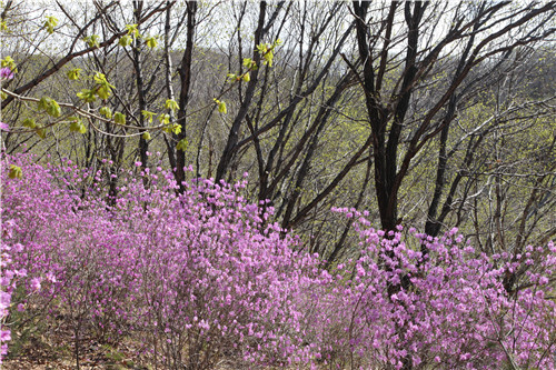 大美东丰 东丰首届春季旅游节开幕