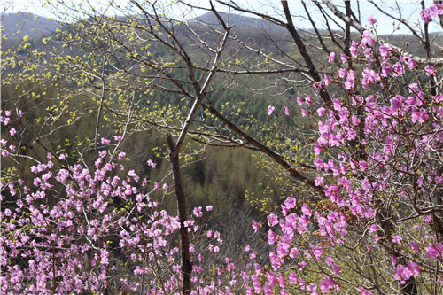 大美东丰 东丰首届春季旅游节开幕