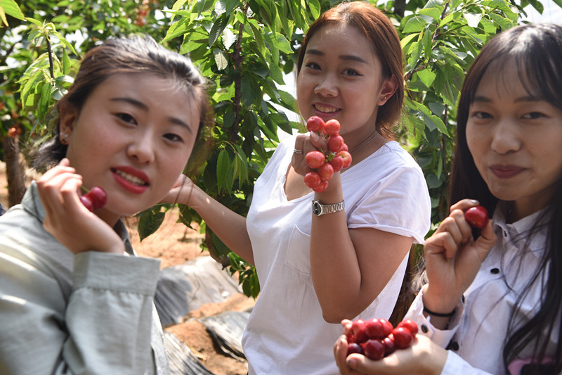伊通第二届大樱桃 采摘节 开幕