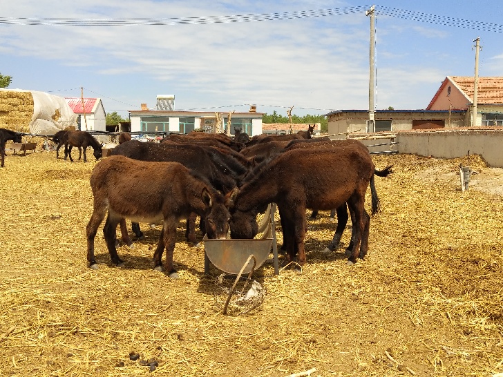 通榆县团结乡发展农村经济亮点采撷