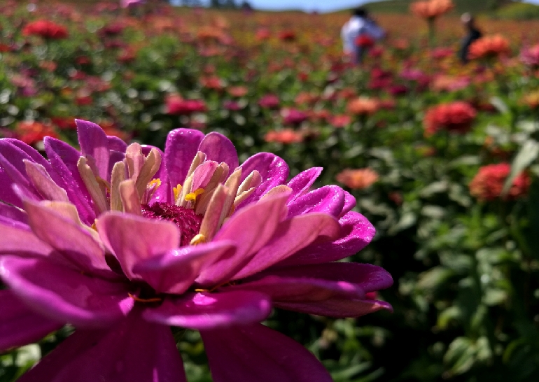 吉林桦甸:生态休闲农业助农增收