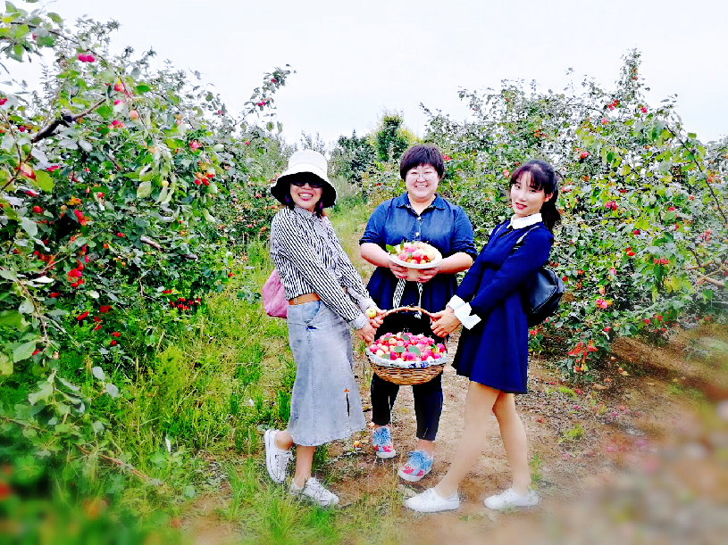 金秋采金果 九台第五届金红苹果采摘节将启幕