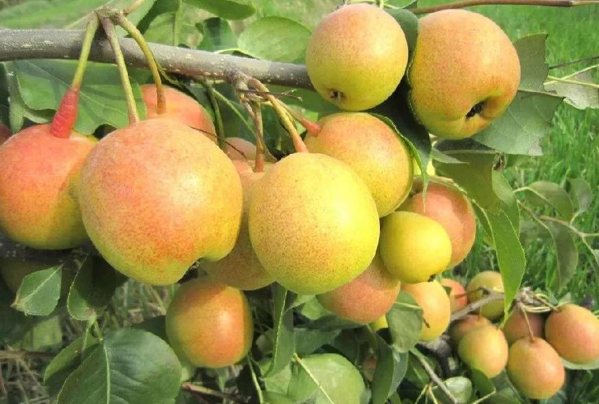 走近农夫节 苹果梨采摘节即将甜蜜登场