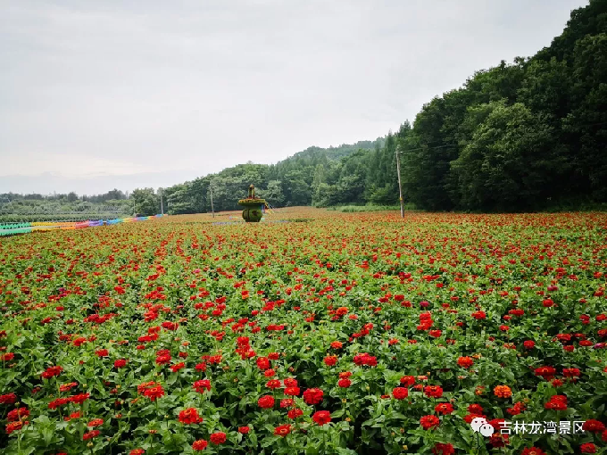 快来金川花海 拍出美翻天的照片!