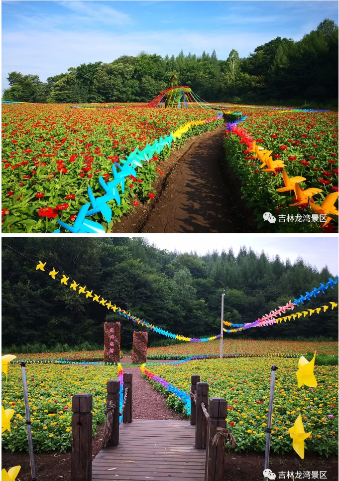 快来金川花海 拍出美翻天的照片!