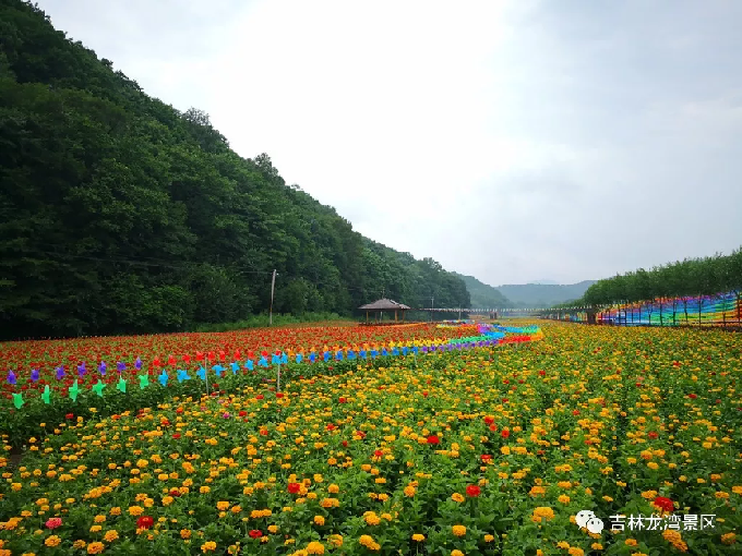 快来金川花海 拍出美翻天的照片!