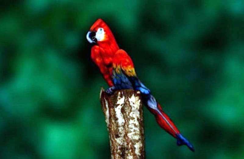 <em>人体</em>彩绘家将<em>模特</em>变树蛙_<em>图片</em>频道_新华网