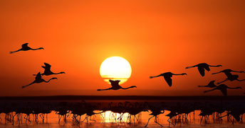 土耳其成群火烈鸟飞过落日