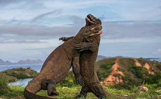 2015野生动物摄影赛作品