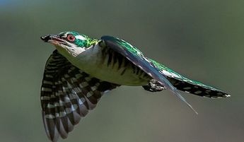 摄影师拍动物捕猎飞行瞬间