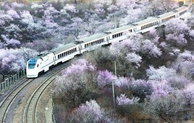 发烧友为拍 居庸关花海 逼停列车 山道暂时封闭