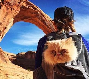 谁说喵星人很宅?看看猫咪的户外旅行照