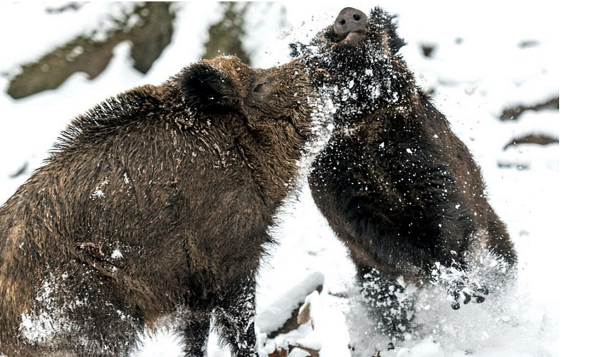 德国两野猪冰天雪地上演打斗决战