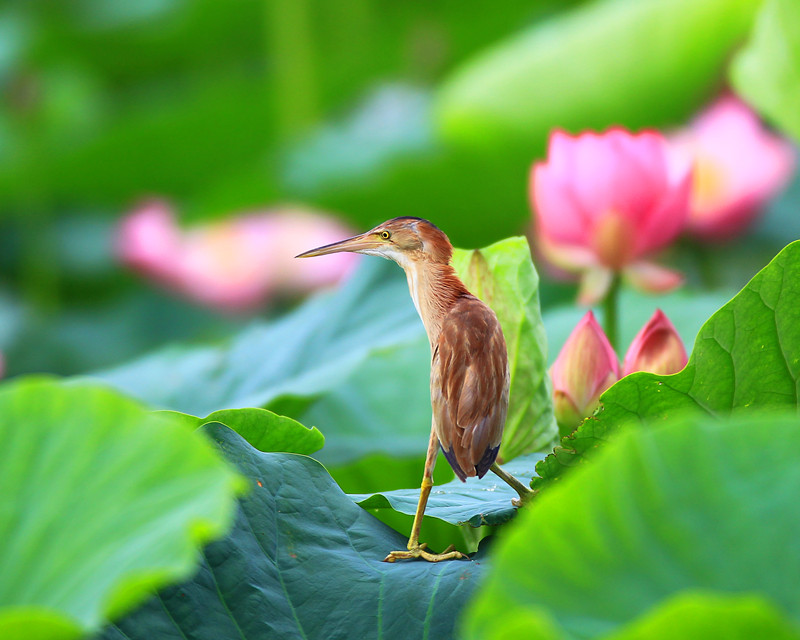 黄斑苇鳽鸟