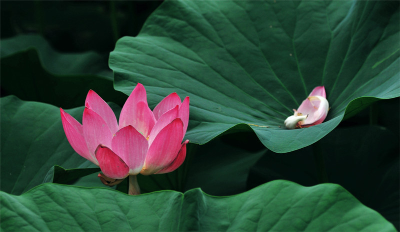 东北师大静湖里脱俗的荷花