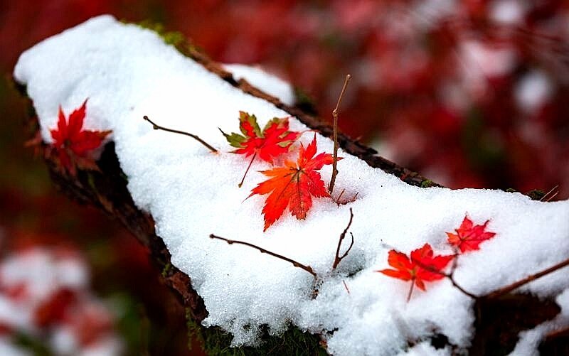 雪中的露水河国家森林公园