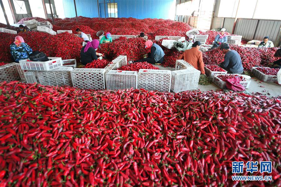 辣椒種植成為帶動村民脫貧致富的朝陽産業。