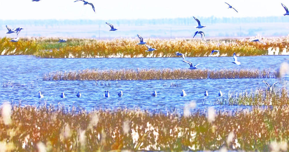 吉林波罗湖保护区引来十万只候鸟云集