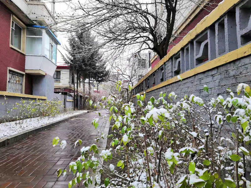 长春11月15日迎降雪（组图）