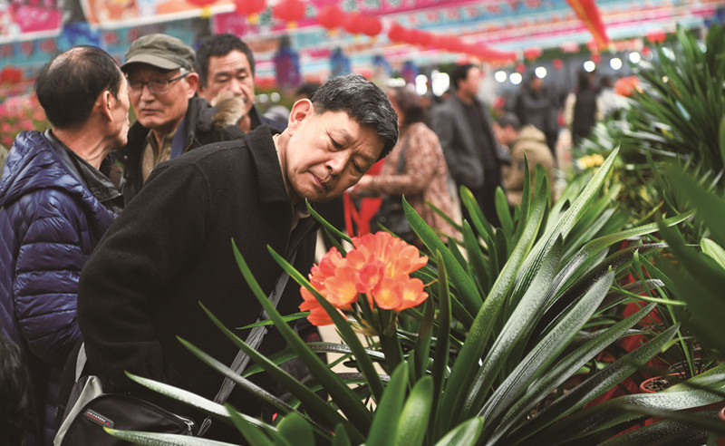 长春君子兰节逐年向好