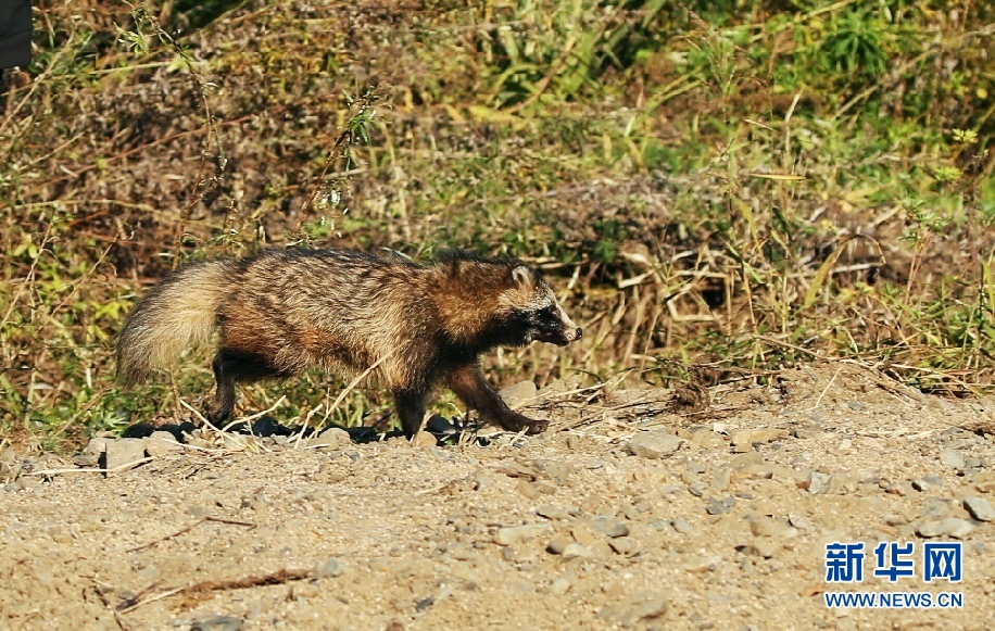 野生貉下水偷鱼被困