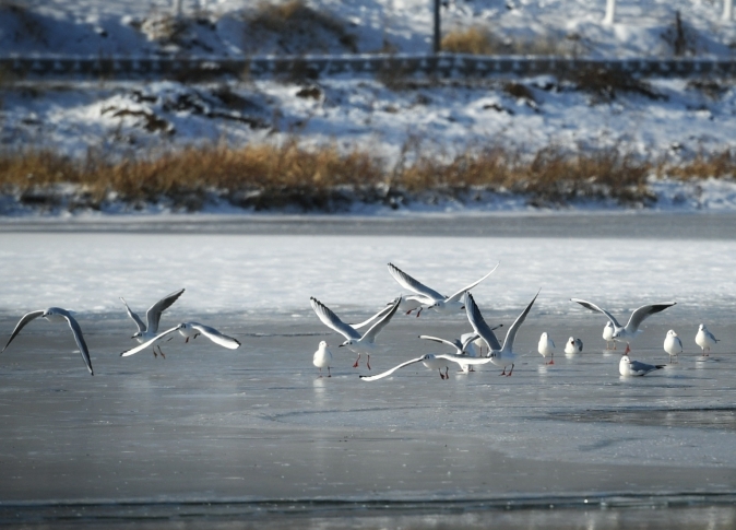 【图集】长春南溪湿地公园掠影：冬日鸥戏