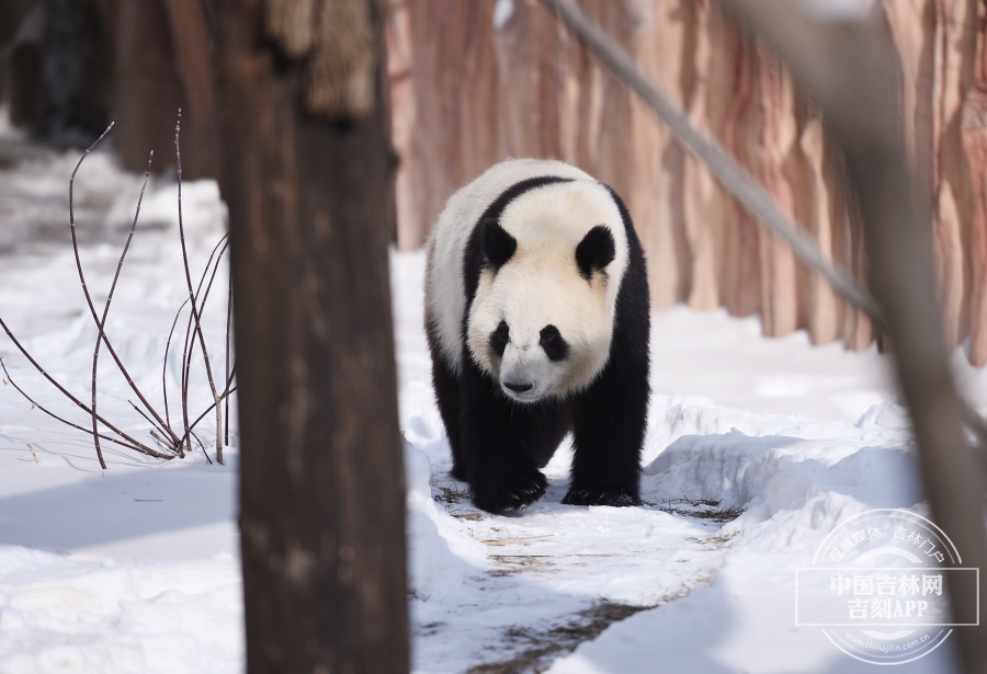 【圖集】東北虎園的大熊貓咋“貓冬”？糧草靠空運 偶爾來一次雪中“撒歡兒”！