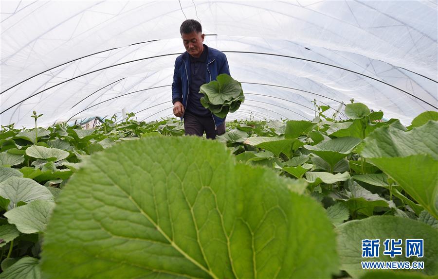 吉林安图：山野菜经济富农家