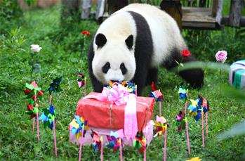 吉林：大熊貓“初心”與“牧雲”迎來4歲生日