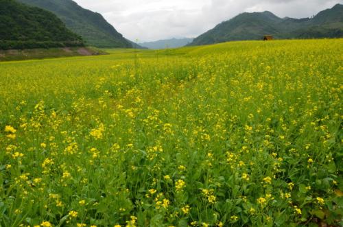 鸭绿江畔万亩油菜花海景区