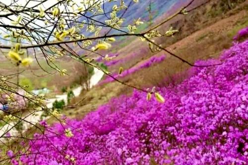 集安：映山紅花開滿山紅