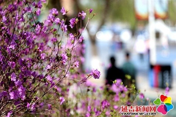 【組圖】延吉人民公園又見金達萊花盛開