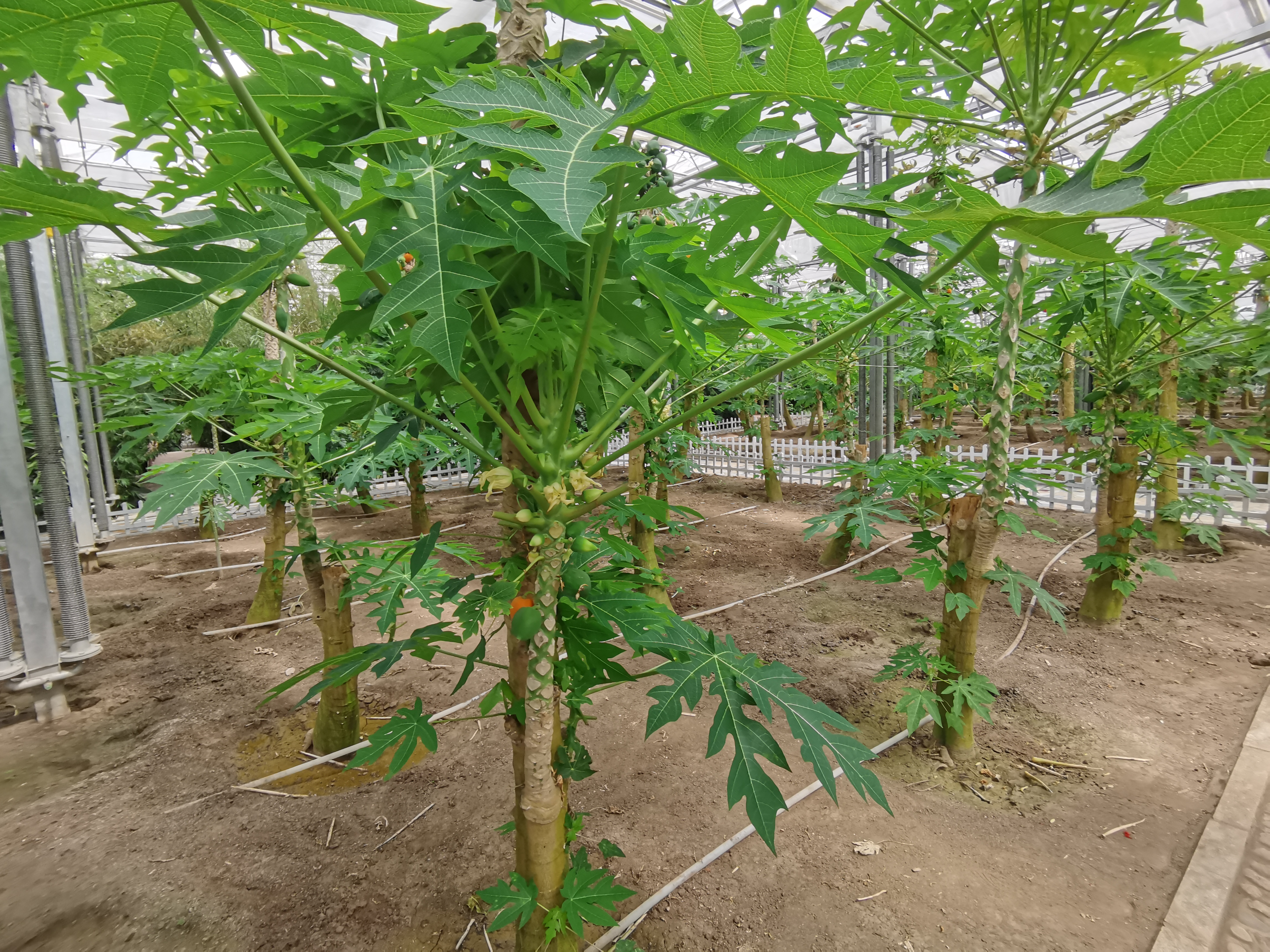 H5来啦：&ldquo;保卫黑土地 筑牢大粮仓&rdquo;