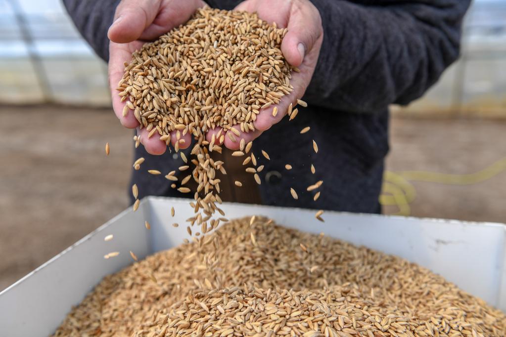 2021年4月13日，在吉林省吉林市永吉县九月丰家庭农场，负责人肖建波将水稻种子倒入育秧机。