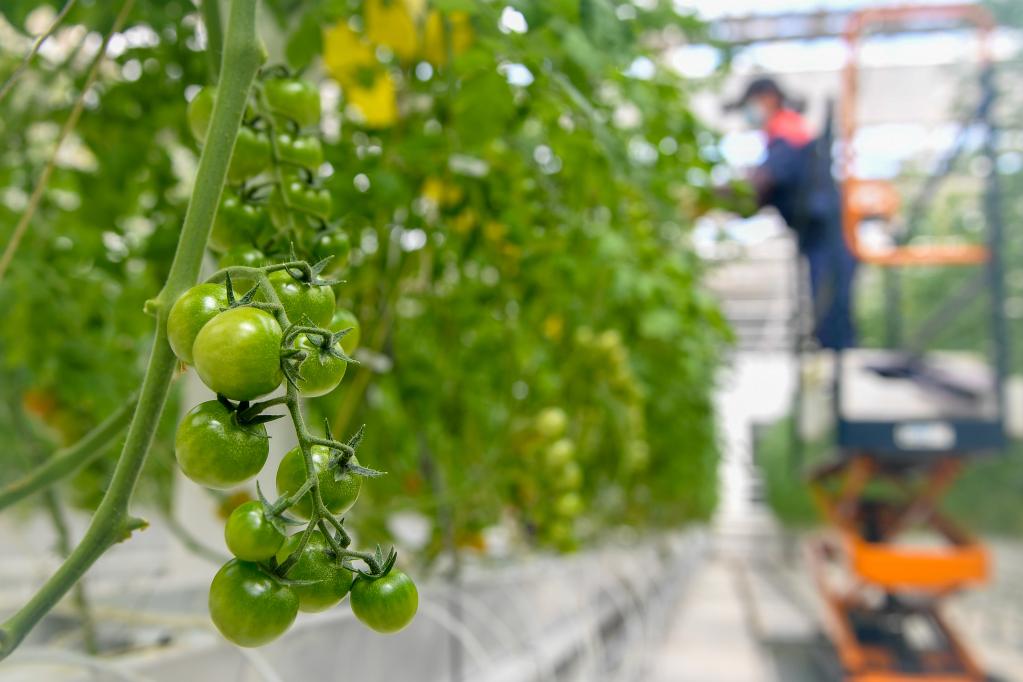 2021年4月14日，在吉林省吉林市永吉县卓远农业种植专业合作社的&ldquo;植物工厂&rdquo;，农民赵玉霞修整作物。