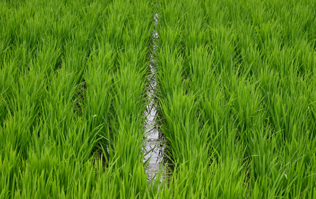 生态农业走出&ldquo;一地双收&rdquo;致富路