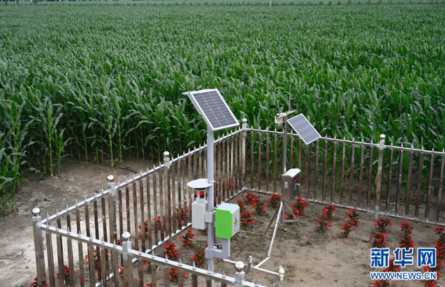 拓荒增产 科技赋能 盐碱地变身丰收田