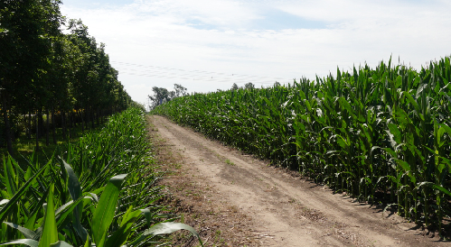 保护性耕作助力粮食增产农民增收