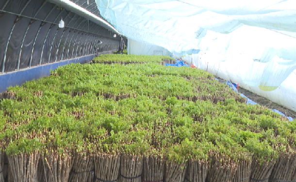 蛟河市新农街道南荒地村反季山野菜迎来销售旺季