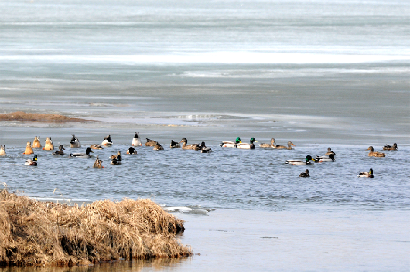 春光旖旎 鶩落雁鳴——雁鳴湖迎來首批遷徙水鳥